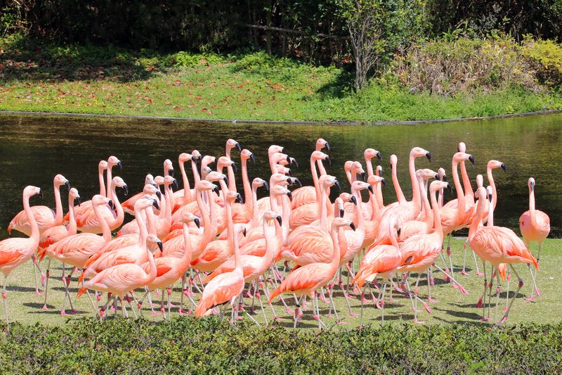 宮崎市フェニックス自然動物園